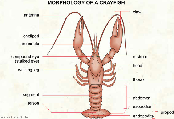 Crayfish  (Visual Dictionary)